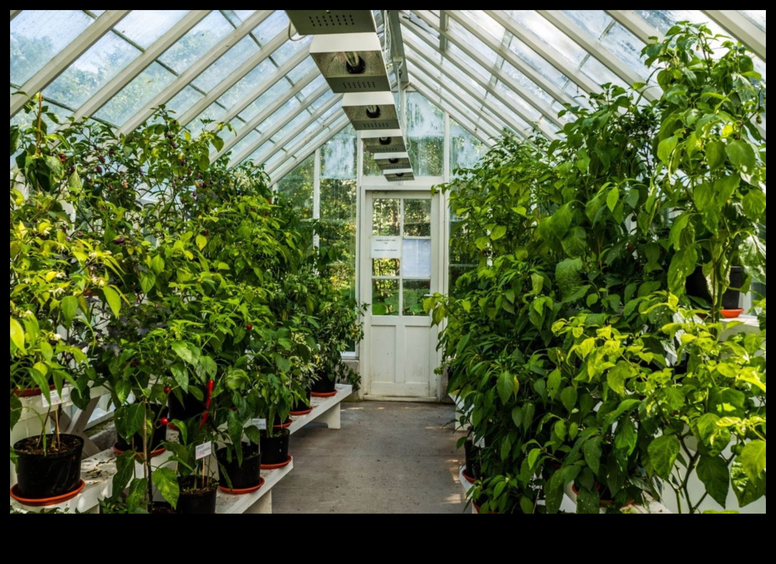 Semănători, Bloom, Thrive: The Greenhouse Advantage