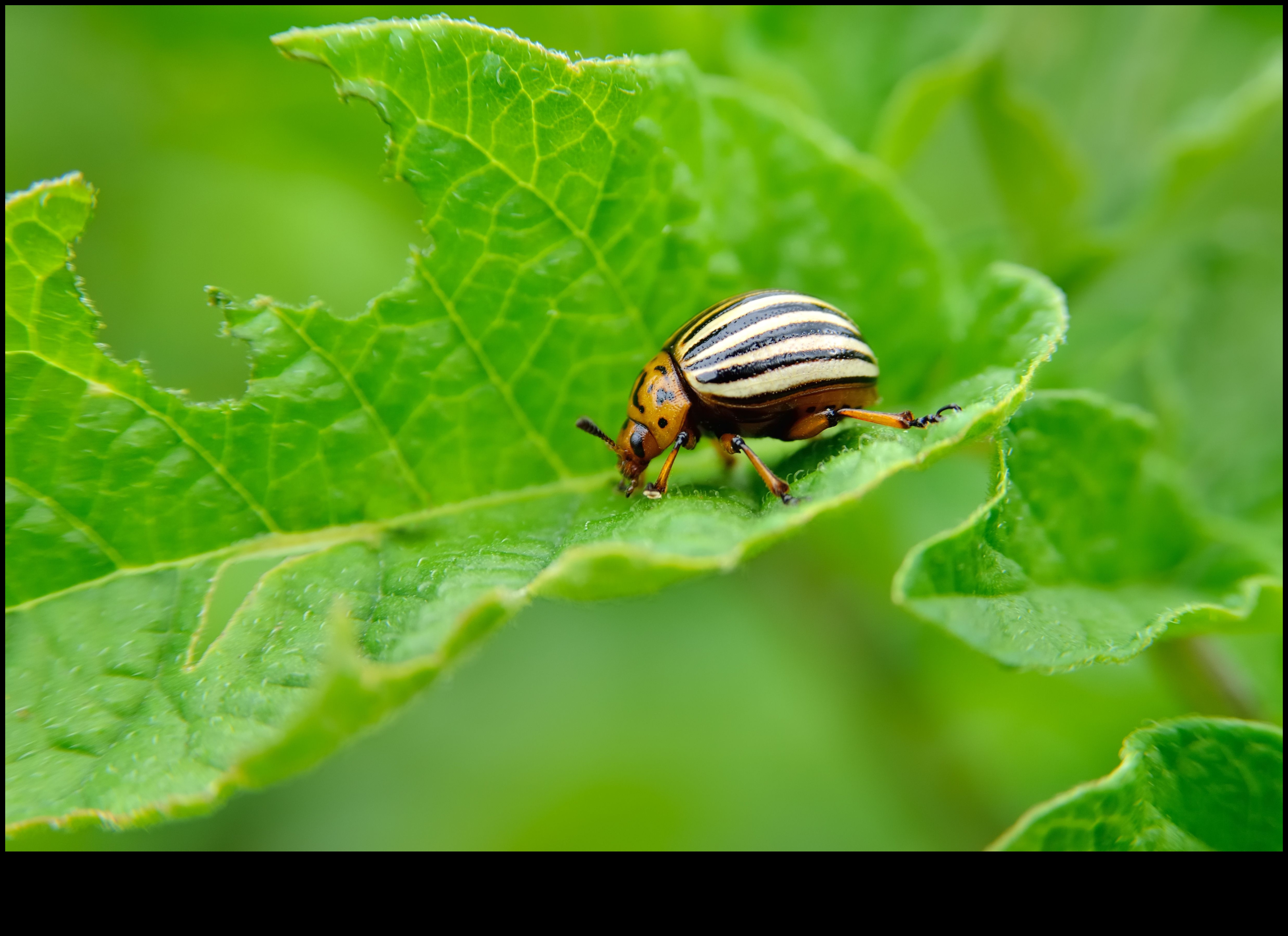 Bătăli în floare: Apărarea grădinii de dăunători