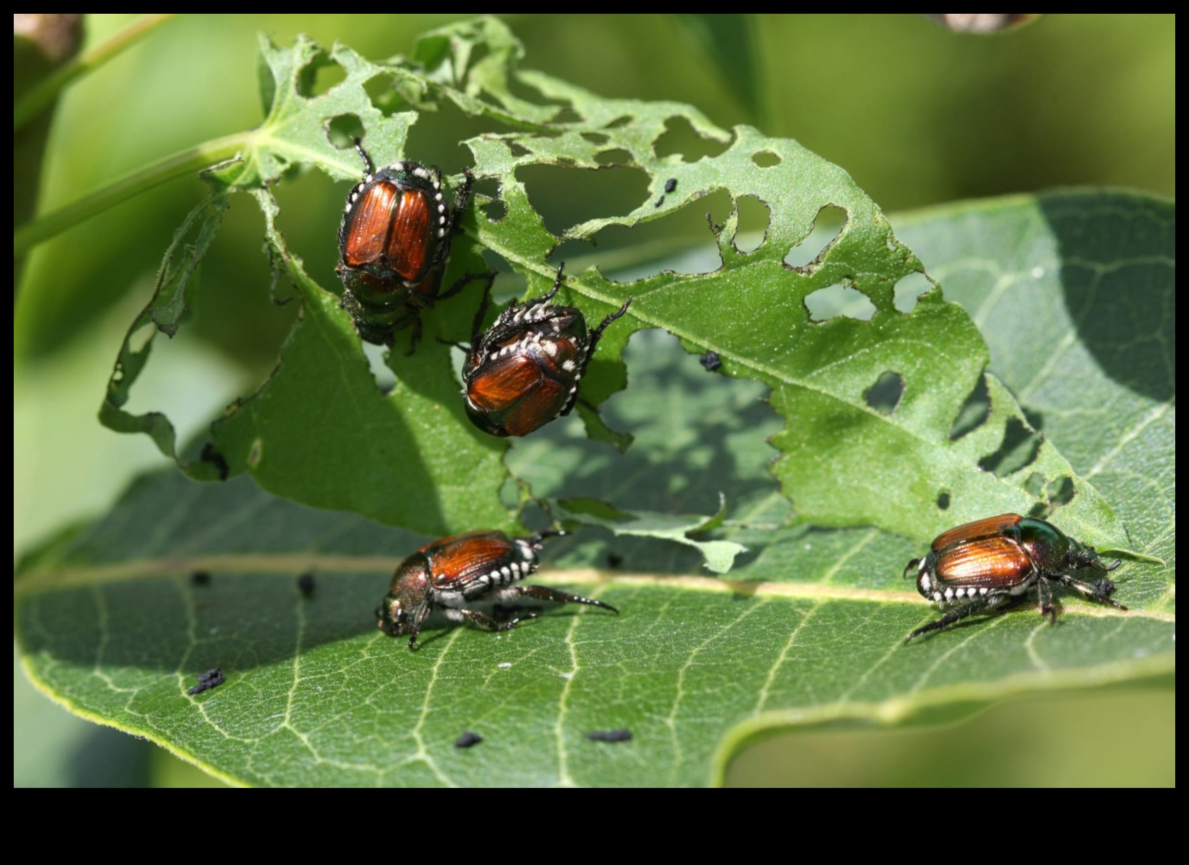 Bugs, Begone! Protejându -vă grădina de intrusi