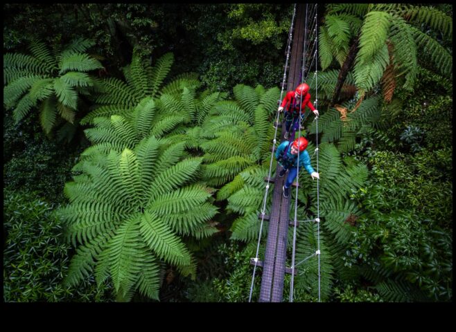 Canopy cronicizează o călătorie în creștere prin treetopurile fericirii în aer liber